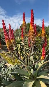 Image result for Aloe excelsa