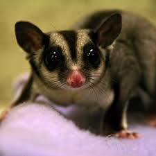 Bonding With Your Sugar Glider – Sugar Glider Shop