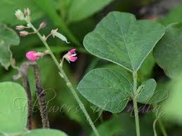 Image result for Pseudarthria