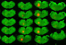 Take this quiz and discover just how much you actually know about about neuroscience. Neuroscience Night Unsw Sydney