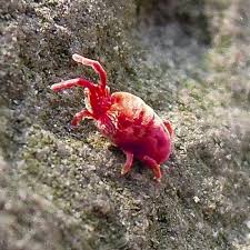 Insect and spider bites often cause minor swelling, redness, pain, and itching. Pest Advice For Controlling Red Spider Mites