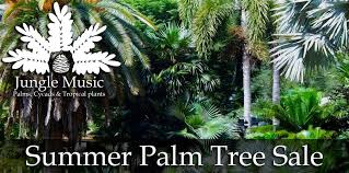 It can reach heights up to 30 feet, with a spread of 20 feet. Palm Tree Sale Summer 2019