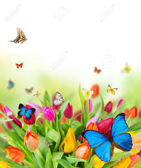 (there are 17 photos in this photo gallery.) Beautiful Spring Flowers With Butterflies Stock Photo Picture And Royalty Free Image Image 19554141