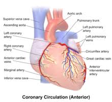 The diagrams may be plan or of a given section or cell. Coronary Arteries Wikipedia