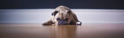 Insurance for dogs and cats include policies that insure their lives. Spot Vs Pumpkin Pet Insurance Which Is Better Lendedu