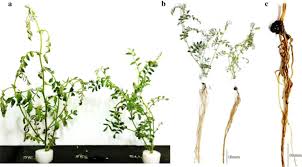 Water circulation dictates the level of oxygenation and. A Hydroponics Based High Throughput Screening System For Phytophthora Root Rot Resistance In Chickpea Cicer Arietinum L Plant Methods Full Text