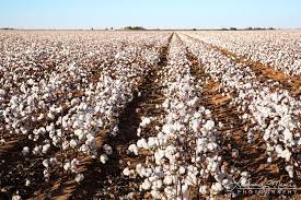 Lowest income variation in midwest How To Start Lucrative Cotton Farming Business In Nigeria Wealth Result