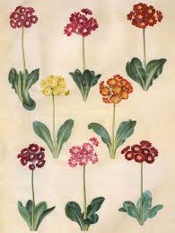 Image result for Primula x pubescens