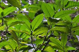 Image result for Oxyanthus speciosus