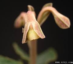 Image result for Monadenium pseudoracemosum