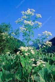 Image result for Conium