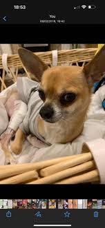 Five years ago, Rocky had four surgeries in a year. He's now disabled but  lives his best life : r/Chihuahua