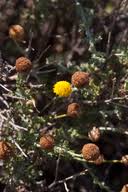 Image result for Pentzia incana