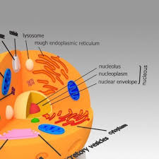 3d model of animal cell labeled. Download Obj File Animal Cell 3d Print Template Cults