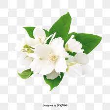 White Jasmine Flowers White Flower Png Clipart Flower Flower Icons