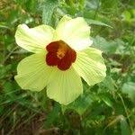 Image result for Hibiscus physaloides