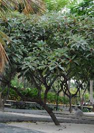 Image result for Ficus saussureana