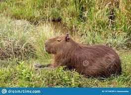 En estos días, los argentinos desataron una inexplicable fascinación por los carpinchos en las redes sociales y el animal se volvió tendencia en twitter. El Roedor Mas Grande En El Mundo Llamo Carpincho En Su Habitat Imagen De Archivo Imagen De Clima Grande 147166709