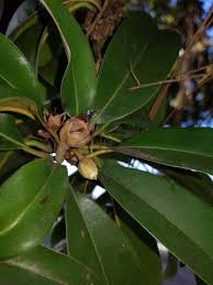 Image result for Manilkara koechlinii