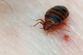 Official pest pros bed bug control experts are trained to find the bed bugs, no matter where they hide, and provide a comprehensive solution that will eliminate them at all life cycle stages. Bed Bugs All Gone Non Toxic Bed Bug Exterminator San Francisco Ca