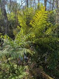 Image result for Pteris tripartita