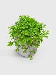 Image result for Salacia kraussii