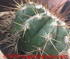 To tell, take a chunk about the size of a corn kernel off the cactus with a pocketknife or something and. Fungal Mold Growth On Cactus Causes Cures Identification Of Mold Species That Grow On Cactus Plants