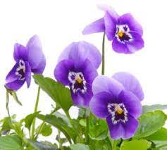 Fun Flower Facts Pansy Grower Direct Fresh Cut Flowers Presents