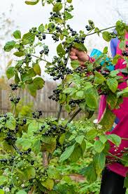 Image result for Solanum scabrum