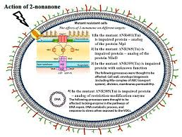 A mutation is a change that occurs in our dna sequence, either due to mistakes when the dna is copied or as the result of environmental factors such as uv light and cigarette smoke. Microorganisms Free Full Text Four New Genes Of Cyanobacterium Synechococcus Elongatus Pcc 7942 Are Responsible For Sensitivity To 2 Nonanone Html