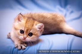 fur babies animals kitty