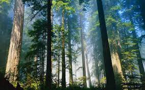 Check spelling or type a new query. Giant Redwood Forest Wallpapers Top Free Giant Redwood Forest Backgrounds Wallpaperaccess
