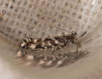 Image result for Ericinella