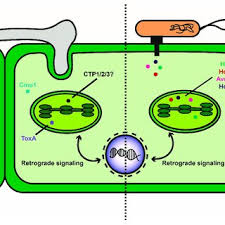Maybe you would like to learn more about one of these? Pdf Chloroplasts And Plant Immunity Where Are The Fungal Effectors