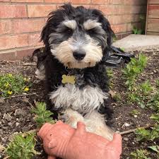 Go on to discover millions of awesome videos and pictures in thousands of other. Yorkshire S Favourite Doggy Daycare Service Is Coming To Howden Hull Live