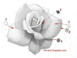 Nov 17, 2020 · draw a layer of petals around the seed pod to give it shape, then add stamens between the pod and petals. How To Draw A Rose In Pencil Step By Step Drawing Guide By Pericusmaximus Dragoart Com