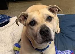 Adopting a pet is an extremely rewarding decision, and we're here to help you pick out the perfect furry family member. One Of A Kind Pet Rescue To Hold Clear The Shelters Adoption Event Aug 15 In Akron Cleveland Com