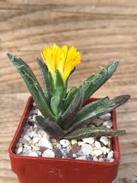 Image result for Hereroa glenensis