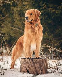 El Rey Dorado De Los Bosques Dogs And Puppies Golden Retriever Dogs