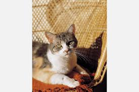 We will also go over diet, preventative medicine, and exercise to ensure that your pet is as healthy as possible. Healthy Pet Food Archives Meridian Veterinary Care