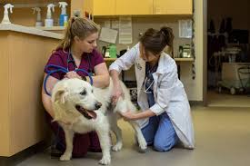 Maybe you would like to learn more about one of these? Emergency Vet In Oak Creek Glendale Port Washington Wi Lvs