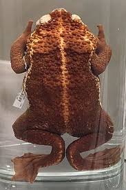 Image result for Pseudospondias