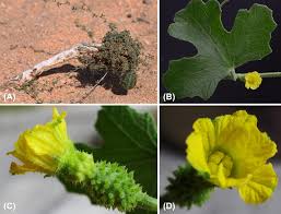 Image result for Oreosyce africana