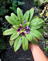 Image result for Coleotrype natalensis