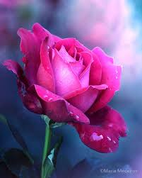 Bright And Bold Hot Pink Rose By C Maria Medeiros Beautiful Roses Unusual Flowers Pretty Flowers