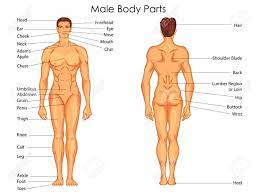 Skull, temple, ear, forehead, face, adam's apple , shoulder, nipple, breast, armpit, thorax, navel, abdomen, pubis, groin, knee, foot, toe, ankle, instep. Medical Education Chart Of Biology For Male Body Parts Diagram Royalty Free Cliparts Vectors And Stock Illustration Image 79651341
