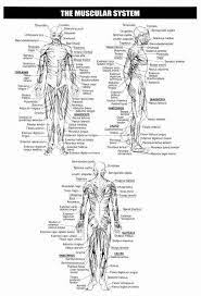 Maybe you would like to learn more about one of these? Skeletal System Worksheet Pdf New Skeletal System Worksheet Chessmuseum Template Library Skeletal System Worksheet Muscular System Muscle Diagram