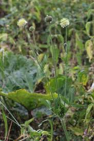 Image result for Dipsacus pinnatifidus