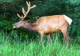 Jul 09, 2021 · best things to do in erie, pa with kids include the erie zoo & botanical gardens, presque isle state park, and splash lagoon indoor waterpark resort. A Conservation Success Story Pennsylvania Elk Are Now Threatened By Wasting Disease Pittsburgh Post Gazette
