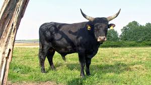 Ronaldo scored his 50th serie a goal in 70 games as juventus eased past fiorentina. Qualitatsfaktoren Bei Fleisch Wikimeat